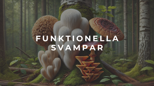Funktionella svampar – naturens superhjältar du inte vill missa
